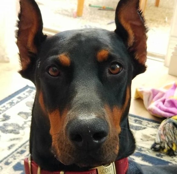 Meet your Posher, Anna - Picture 1 of 1